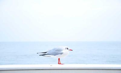 麻将百科